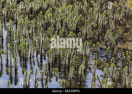 Hippuris vulgaris, gemeinsame Stuten Schwanz, Mares Schwanz Stockfoto