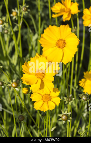 Coreopsis integrifolia, Shasta Daisy, Lance-leaved Stockfoto