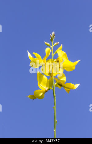 Spartium junceum, Spanischer Besen, Besen von Weber Stockfoto