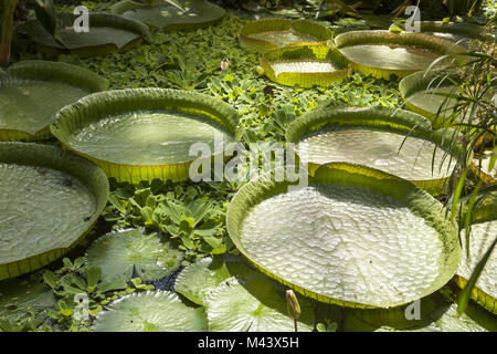 Victoria amazonica, Giant waterlily, Amazon Wasser Stockfoto