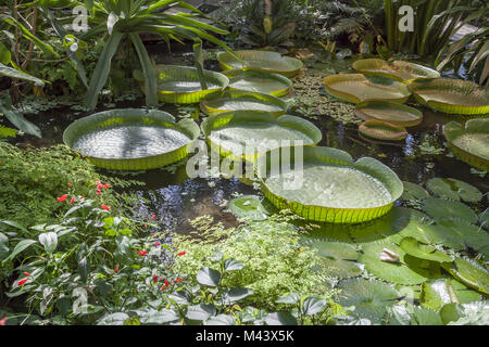 Victoria amazonica, Giant waterlily, Amazon Wasser Stockfoto