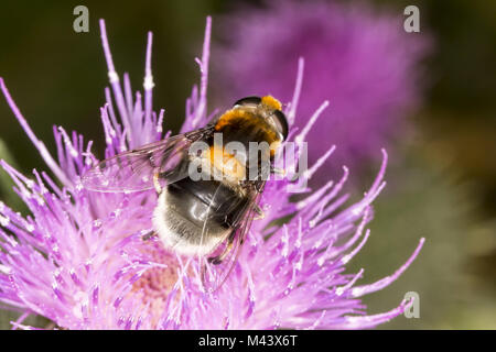 Volucella bombylans, Hoverfly auf Cirsium vulgare Stockfoto
