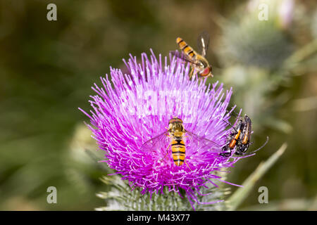 Episyrphus balteatus, Marmalade hoverfly, Deutschland Stockfoto