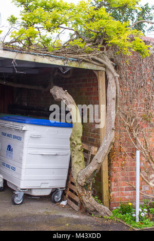 15. Mai 2017 Eine ungewöhnliche Alte verdreht und knorrige Wisteria Pflanze, die durch eine Garage Dach in der Küstenstadt Folkestone in Hampshire auf dem Englischen Stockfoto