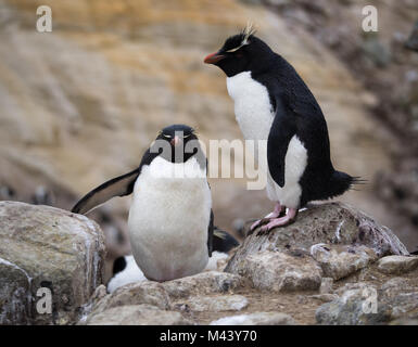 Ein rockhopper penguin Klettern Felsen hinter einem ständigen rockhopper Penguin mit rosa Schwimmhäuten. Stockfoto