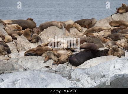 Dichtungen schlafen und ruhen auf einander auf einer felsigen Insel in den Beagle Kanal in Argentinien. Stockfoto