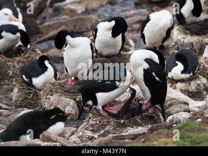 Eine Kolonie von blue eye Kormorane mit einem erwachsenen Fütterung seiner zwei Küken im Nest. Ein rockhopper Penguin liegen auf dem Bauch Uhren. Stockfoto