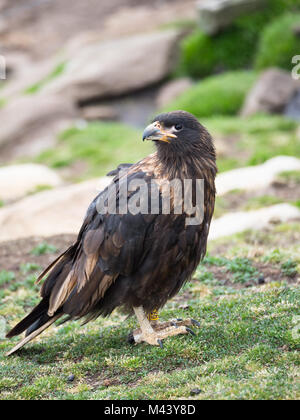 Nahaufnahme eines Südlicher Karakara Vogel in einer Wiese. Der Vogel ist gebändert. Stockfoto