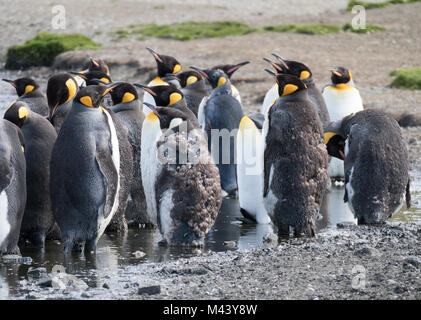 Eine Gruppe von Mauser Erwachsene Königspinguine mit etwas in Wasser zu kühl bleiben. Tausende von Federn auf dem Boden. Stockfoto