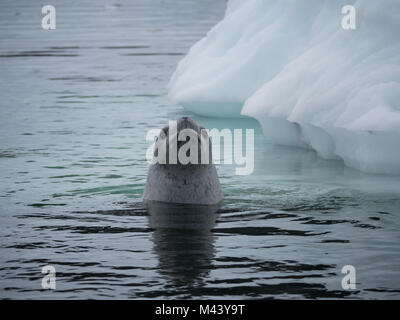 Nahaufnahme eines krabbenesser an der Kamera mit großen braunen Augen von blau-grüne Wasser in Paradise Bay, Antarktis suchen. Ein Eisberg ist im Hintergrund. Stockfoto