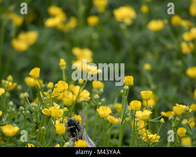 Ein Feld von mehreren gelben buttercup Blumen fotografiert auf Augenhöhe mit einer geringen Tiefenschärfe. Stockfoto