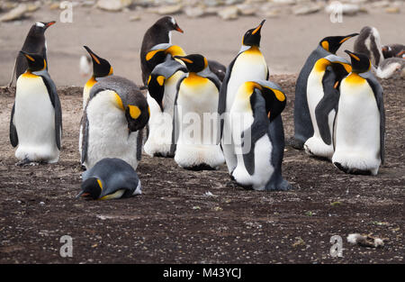 Eine Gruppe von König Pinguine stehen auf dem Strand. Man ist unten liegen. Einige sind Putzen und andere sind auf der Suche. Gentoo Penguins sind im Hintergrund. Stockfoto