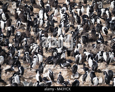 Eine große Gruppe von blauäugigen, Kormorane oder imperial Krähenscharben putzen und sich pflegen. Flaumige Küken sind vorhanden. Stockfoto