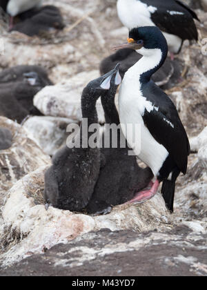 Blue Eyed Kormoran Küken zu Betteln. Die beiden Küken dunkel grau. Ihre Köpfe sind zu Schnabel des übergeordneten angehoben. Stockfoto