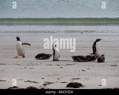 Magellanschen und Gentoo Pinguinen am Strand. Der gentoos stehen und vier Der Magellanics ruhen auf ihren Bäuchen. Stockfoto