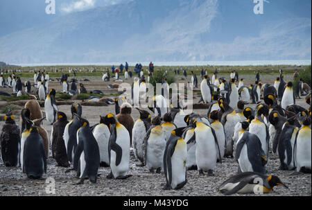 Eine Gruppe von Mauser Erwachsene Königspinguine mit Touristen im Hintergrund. Tausende von Federn auf dem Boden. Stockfoto