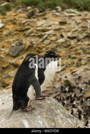 Ein paar rockhopper Pinguine auf der Faukland Inseln nebeneinander stehen am Rand einer felsigen Klippe. Stockfoto