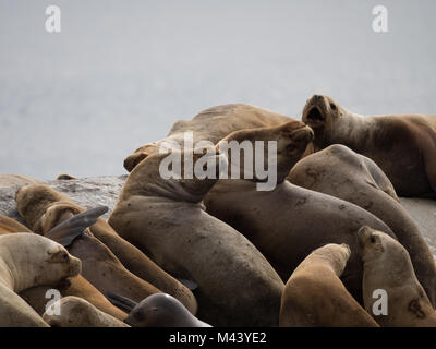 Dichtungen auf jedem anderen ausruhen und den Blick auf ein mit der Oberseite nach unten auf einer felsigen Insel in den Beagle Kanal in Argentinien. Stockfoto