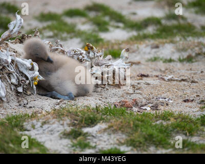Nahaufnahme eines skua Küken ruhende Neben einer getrockneten Pflanze. Die tan, die harmonisch in die umgebende Vegetation. Geringe Tiefenschärfe. Stockfoto
