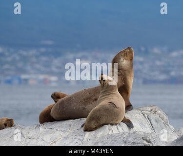 Vier Südamerikanischen Seebären auf einem grauen Rock. Eine junge Dichtung in den Vordergrund und Ushuaia Argentinien ist im Hintergrund. Geringe Tiefenschärfe. Stockfoto