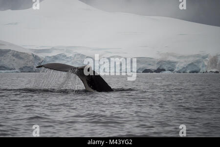 Ein buckelwal Schwanzflosse mit dem Stahl grau Wasser von Wilhelmina Bucht, Antarktis im Vordergrund und Schnee im Hintergrund. Stockfoto