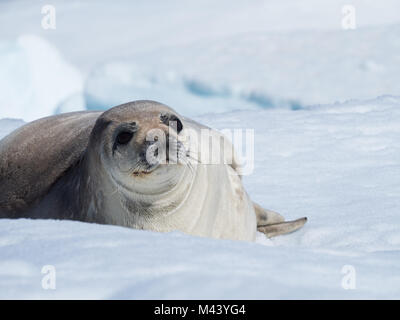 Nahaufnahme eines Weddell Dichtung auf einem Eisberg, die mit Schnee gekrönt wird. Die Dichtung wird in der Antarktis Sound im Südlichen Ozean. Es ist mit Blick auf die Kamera. Stockfoto