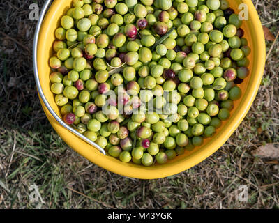 Eimer voller grüne Oliven auf olivenbaumplantage im Freien Stockfoto