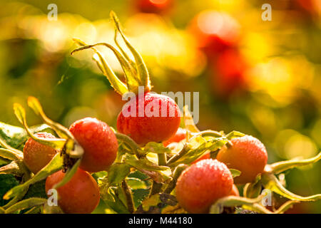 Frucht einer Kartoffel rose Stockfoto