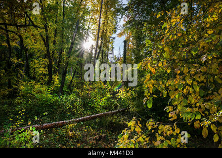 Die hellen Sonnenstrahlen durch die dunklen und verwilderten Wald scheint mit umgestürzten Bäumen nach dem Wind Sturm im späten Herbst. Sammeln von Brennholz für den Winter Stockfoto