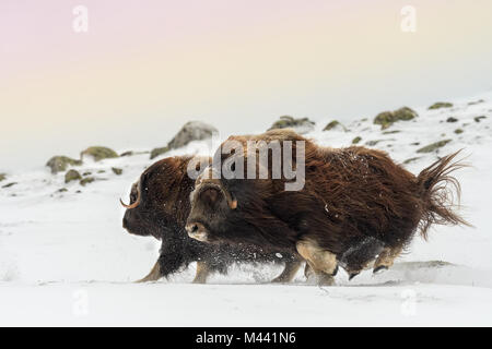 Moschusochse Reiten auf dem Berg in Drovefjell National Park 2017 ein paar männliche Reiten und Kämpfen, während der Paarungszeit Stockfoto