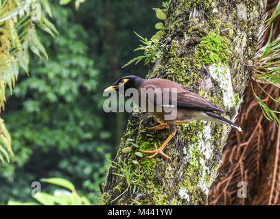 Neuseeland gemeinsame Myna Stockfoto