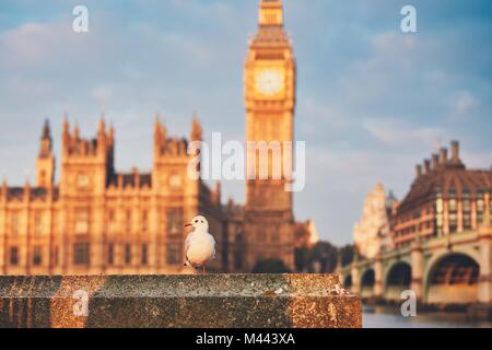 Möwe gegen Big Ben und die Houses of Parliament im Morgenlicht. London, Vereinigtes Königreich. Stockfoto