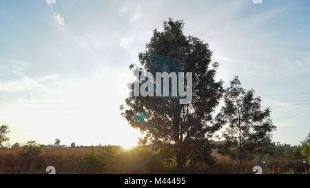 Strahlen von Licht, das durch die Bäume und Morgennebel bei Sonnenaufgang, wodurch Licht blendet. Stockfoto