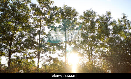 Strahlen von Licht, das durch die Bäume und Morgennebel bei Sonnenaufgang, wodurch Licht blendet. Stockfoto