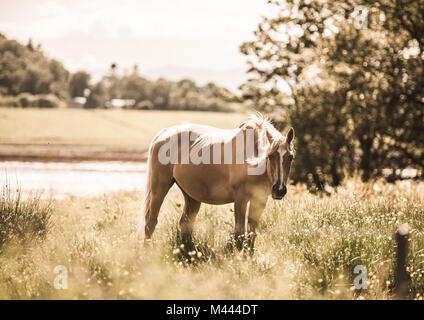 Schönes Pferd Stockfoto