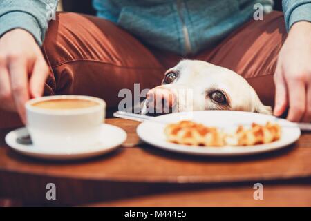 Junger Mann mit Labrador Retriever im Cafe. Neugierigen Hund suchen auf dem Tisch mit süßen Waffeln der seinen Besitzer. Stockfoto