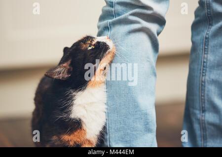 Das häusliche Leben mit Haustier. Cat willkommen sein Besitzer (junger Mann) zu Hause. Stockfoto