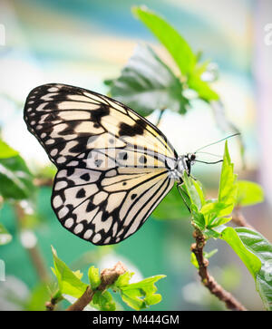 Beige Schmetterling auf dem Blatt Stockfoto