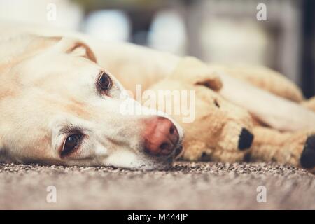 Gemütlichen Nachmittag zu Hause. Hund ruht auf dem Teppich. Gelbe Labrador Retriever lag mit seinem Plüsch Spielzeug. Stockfoto