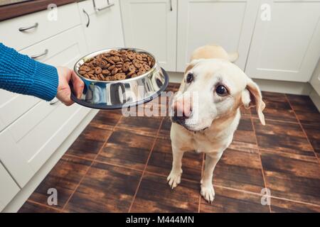 Das häusliche Leben mit Haustier. Fütterung hungrig Labrador Retriever. Der Eigentümer gibt seinem Hund eine Schüssel mit Granulat. Stockfoto