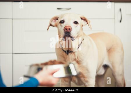 Das häusliche Leben mit Haustier. Fütterung hungrig Labrador Retriever. Der Eigentümer gibt seinem Hund eine Schüssel mit Granulat. Stockfoto