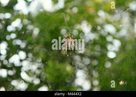 Spinne im Web auf grünem Hintergrund Stockfoto