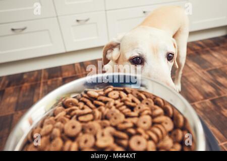 Das häusliche Leben mit Haustier. Fütterung hungrig Labrador Retriever. Der Eigentümer gibt seinem Hund eine Schüssel mit Granulat. Stockfoto