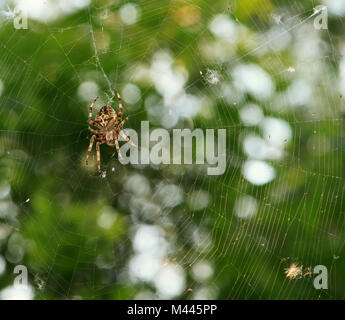 Spinne im Web auf grünem Hintergrund Stockfoto