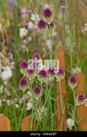 Allium sphaerocephalon und gemischte wilde Blumen wachsen zwischen einem Lattenzaun Stockfoto