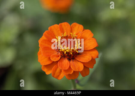 Zinnia elegans, gemeinsame Zinnia, Jugend- und Alters- Stockfoto