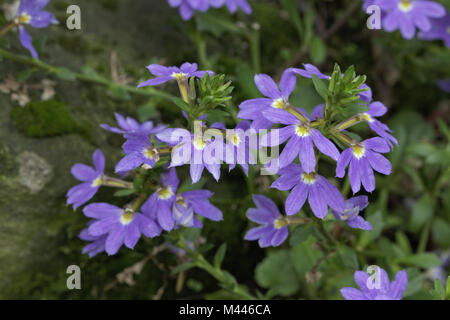 Scaevola aemula, Fairy Ventilator - Blume, gemeinsame Fan-Fl. Stockfoto