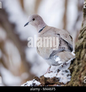 Eurasian Collared Dove (Streptopelia decaocto) stehend auf einem Baumstamm im Winter, Lower Austria, Austria Stockfoto