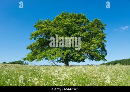 Alte englische Eiche (Quercus robur) in der blühenden Wiese, einsamen Baum, Thüringen, Deutschland Stockfoto