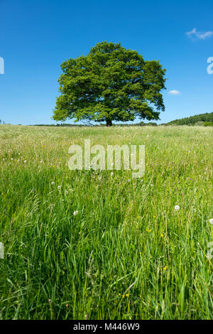 Alte englische Eiche (Quercus robur) in der blühenden Wiese, einsamen Baum, Thüringen, Deutschland Stockfoto